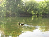 St. James Park Black Swan